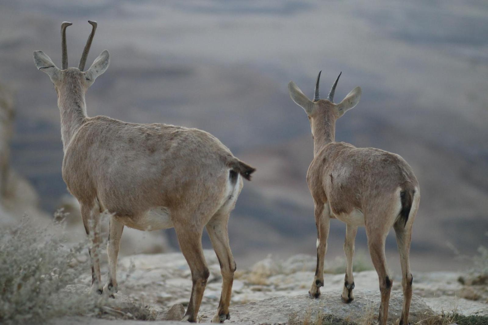 Ibex Unique Desert Inn Mitzpe Ramon Εξωτερικό φωτογραφία