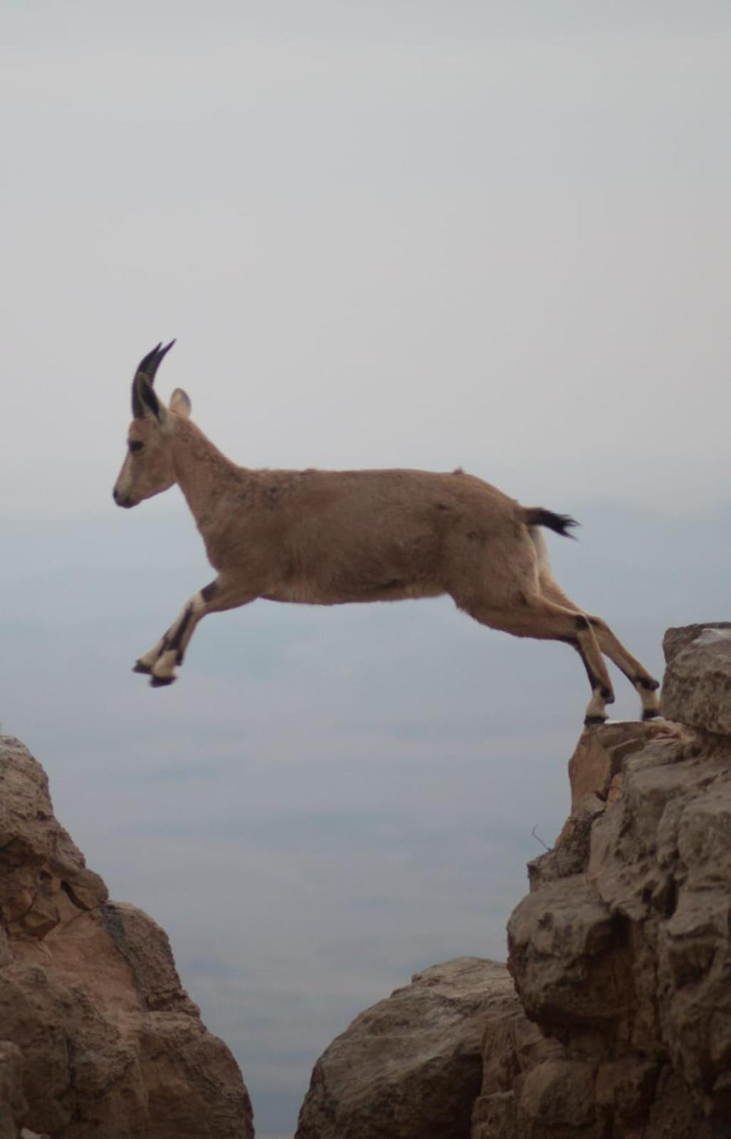 Ibex Unique Desert Inn Mitzpe Ramon Εξωτερικό φωτογραφία