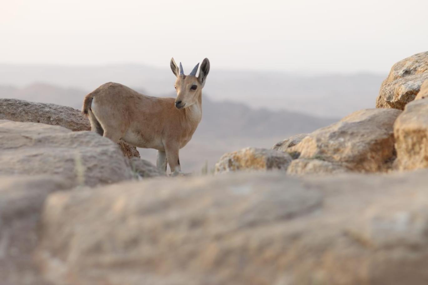 Ibex Unique Desert Inn Mitzpe Ramon Εξωτερικό φωτογραφία